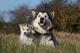 ALASKAN MALAMUTE 544